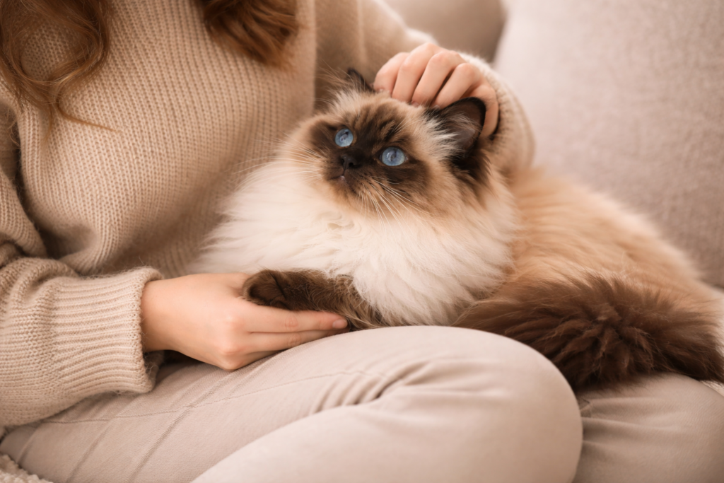 What Are Cat Breeds Himalayan and Why Are They So Popular? cozy moments with a himalayan cat